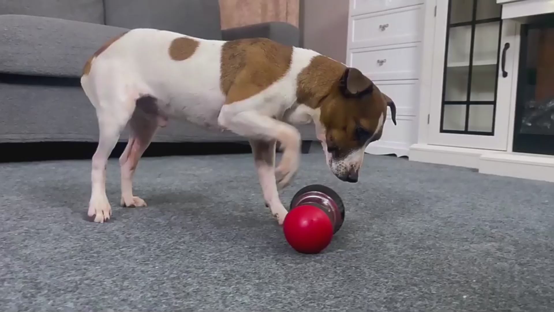 Food Dispensing Dog Toy Interactive Increase Intelligence